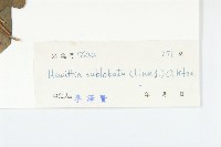 豬菜藤藏品圖，第3張