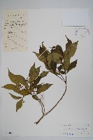 蘿芙木藏品圖，第1張