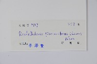 爵床、六角英藏品圖，第2張