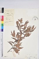 長尾栲、長尾柯、長尾尖葉櫧藏品圖，第1張