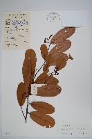 裏白瓜馥木藏品圖，第1張
