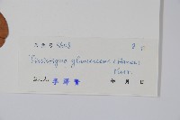 裏白瓜馥木藏品圖，第2張