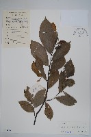 嘉陵花藏品圖，第1張