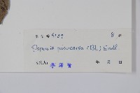 嘉陵花藏品圖，第2張