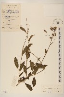 平臥三七草藏品圖，第1張