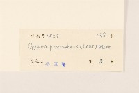 平臥三七草藏品圖，第3張