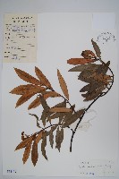 海南杜仲藤藏品圖，第1張