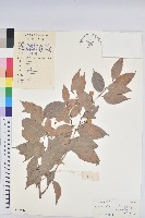 登錄號:S033440藏品圖，第1張