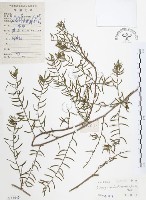 天門冬藏品圖，第1張