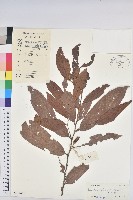 登錄號:S033446藏品圖，第1張