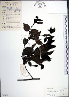 光果翼核木藏品圖，第1張