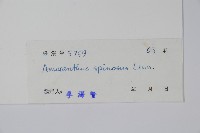 刺莧藏品圖，第2張