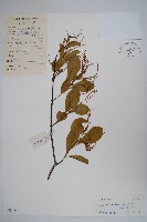 羊角扭藏品圖，第1張