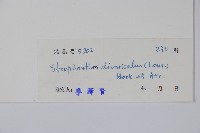 羊角扭藏品圖，第2張