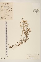 多莖鼠麴草藏品圖，第1張