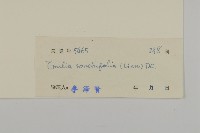 紫背草藏品圖，第3張