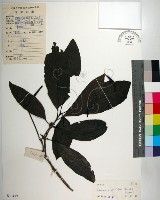 皮孫木藏品圖，第1張