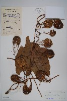 耳葉馬兜鈴藏品圖，第1張