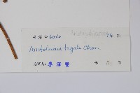 耳葉馬兜鈴藏品圖，第2張