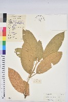 厚葉巴豆藏品圖，第1張