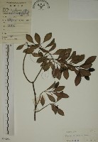 拎壁龍藏品圖，第1張