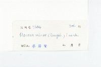 紅葉藤藏品圖，第3張