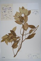 衛矛葉鏈珠藤藏品圖，第1張