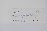 衛矛葉鏈珠藤藏品圖，第2張