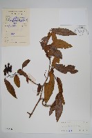 假鷹爪藏品圖，第1張