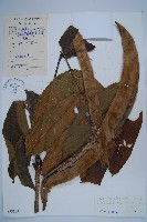 貓尾樹藏品圖，第1張