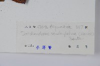 貓尾樹藏品圖，第2張