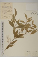 中國衛矛藏品圖，第1張