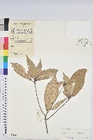 裡白巴豆藏品圖，第1張