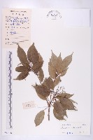 顯脈杜英藏品圖，第1張