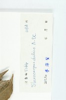 顯脈杜英藏品圖，第3張