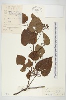 金鐘藤藏品圖，第1張