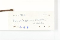 金鐘藤藏品圖，第3張