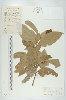 青梅藏品圖，第1張