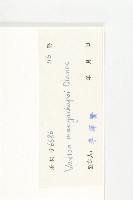 青梅藏品圖，第3張