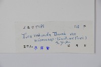 細果鐵冬青藏品圖，第2張