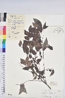 白背算盤子藏品圖，第1張