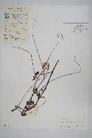 假川牛膝藏品圖，第1張