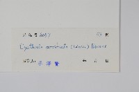 假川牛膝藏品圖，第2張