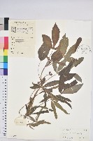 樹薯、木薯藏品圖，第1張