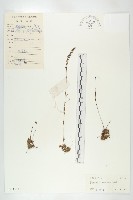 金錢草、錦地羅藏品圖，第1張