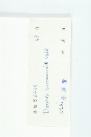 金錢草、錦地羅藏品圖，第3張