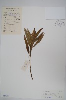 尖尾鳳、馬利筋藏品圖，第1張