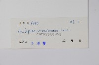 尖尾鳳、馬利筋藏品圖，第2張