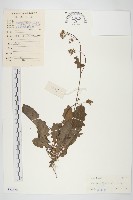 黃鵪菜藏品圖，第1張