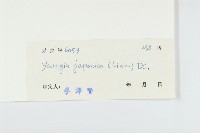 黃鵪菜藏品圖，第3張